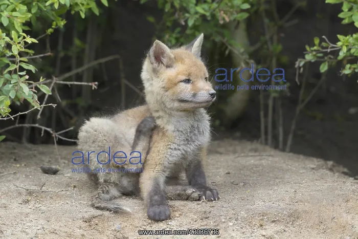  : Red fox - cub in spring - Germany