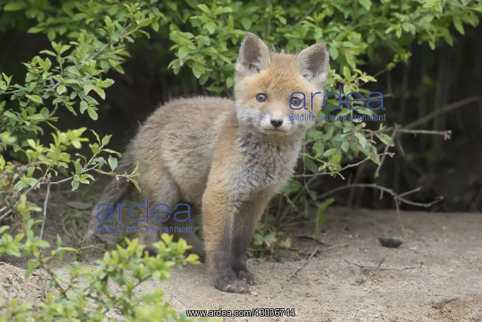  : Red fox - cub in spring - Germany