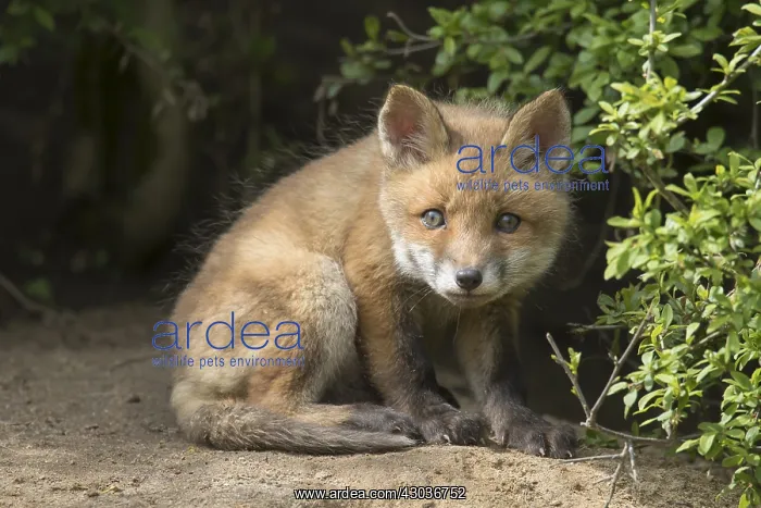  : Red fox - cub in spring - Germany
