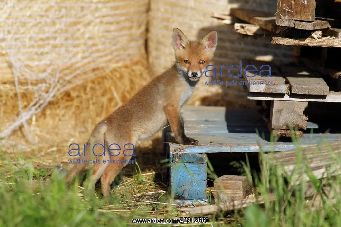 : Red Fox - cub standing on pallet in open barn : Red Fox - cub standing on pallet in open barn