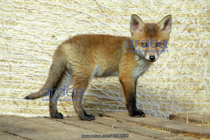 : Red Fox - cub standing on pallet in open barn : Red Fox - cub standing on pallet in open barn