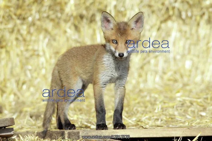 : Red Fox - cub standing on pallet in open barn : Red Fox - cub standing on pallet in open barn
