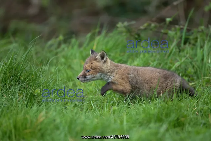  : Red fox cub (Vulpes vulpes) exploring from the den