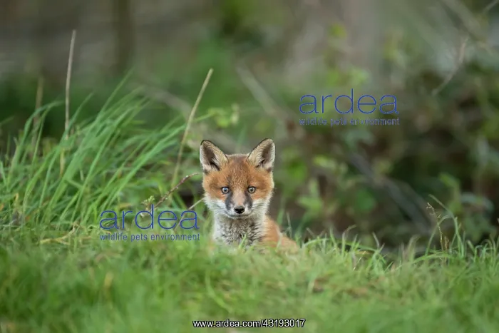 : Red fox cub (Vulpes vulpes) exploring from the den : Red fox cub (Vulpes vulpes) exploring from the den