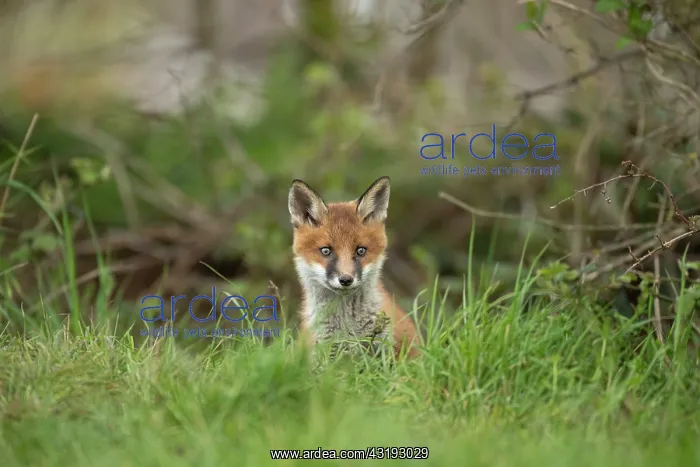 : Red fox cub (Vulpes vulpes) exploring from the den : Red fox cub (Vulpes vulpes) exploring from the den