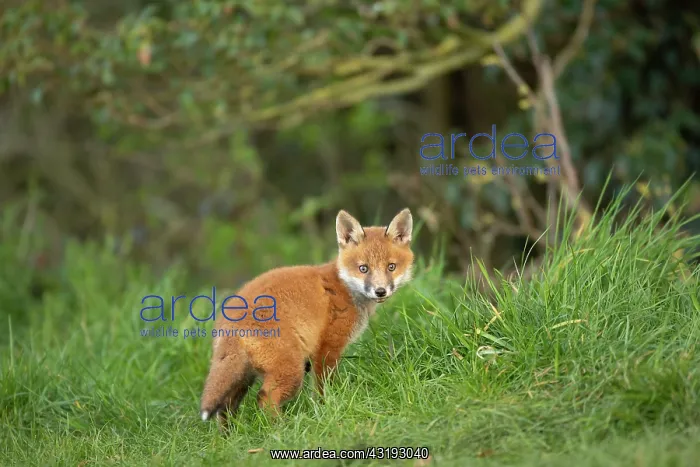 : Red fox cub (Vulpes vulpes) exploring from the den : Red fox cub (Vulpes vulpes) exploring from the den