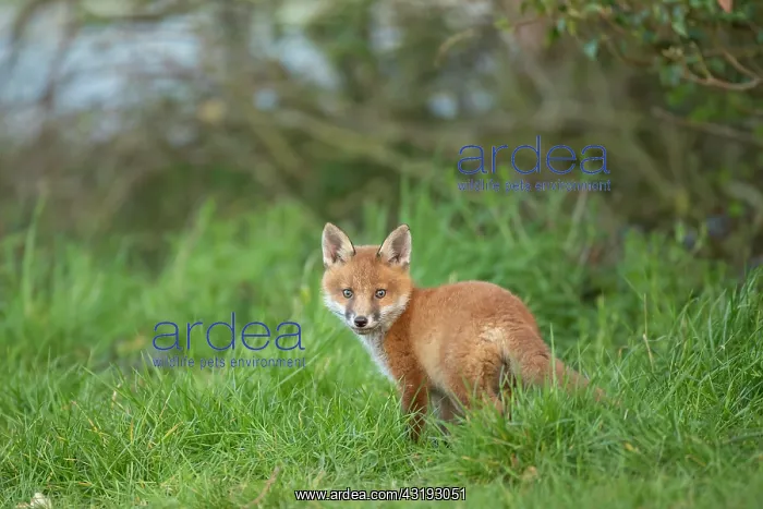 : Red fox cub (Vulpes vulpes) exploring from the den : Red fox cub (Vulpes vulpes) exploring from the den