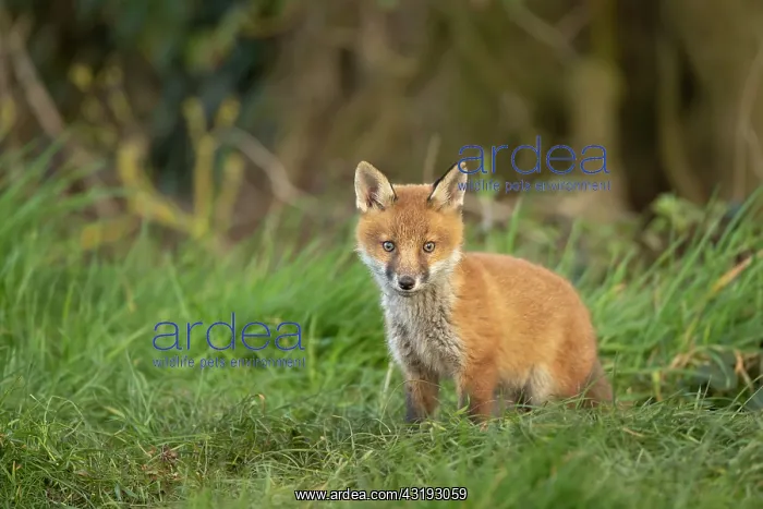 : Red fox cub (Vulpes vulpes) exploring from the den : Red fox cub (Vulpes vulpes) exploring from the den
