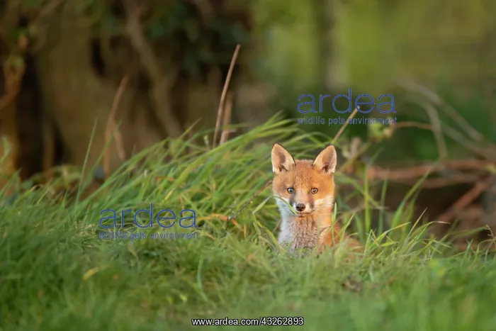 : Red fox cub (Vulpes vulpes) exploring from the den : Red fox cub (Vulpes vulpes) exploring from the den