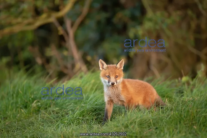 : Red fox cub (Vulpes vulpes) exploring from the den : Red fox cub (Vulpes vulpes) exploring from the den