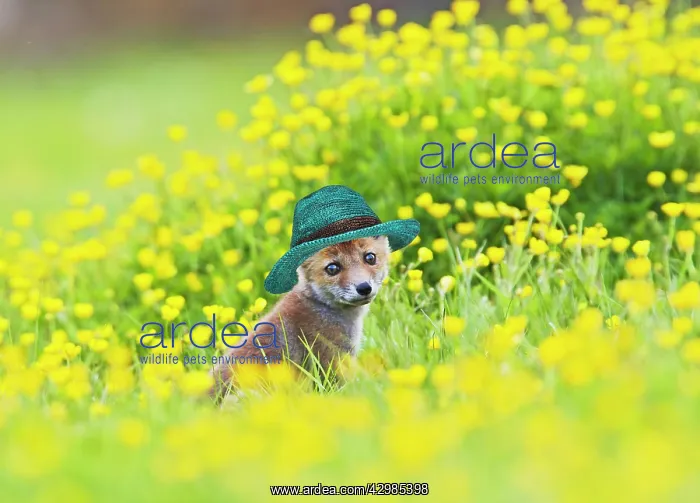 : Red Fox, cub wearing straw hat in buttercup meadow 12740 : Red Fox, cub wearing straw hat in buttercup meadow 12740