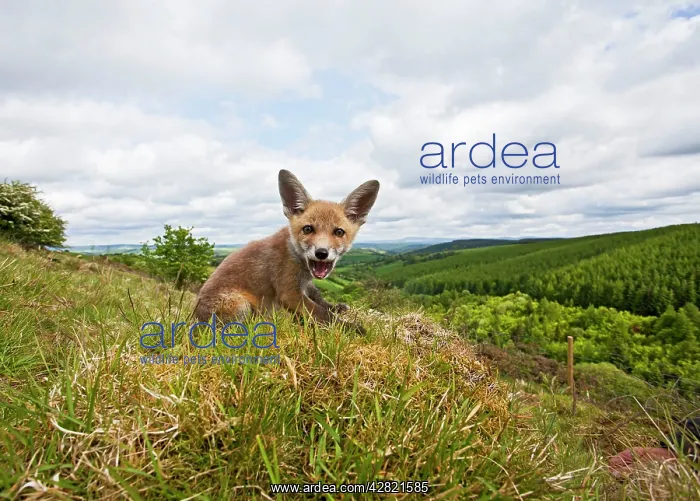 : Red Fox - cub on Welsh hillside - wide angle : Red Fox - cub on Welsh hillside - wide angle