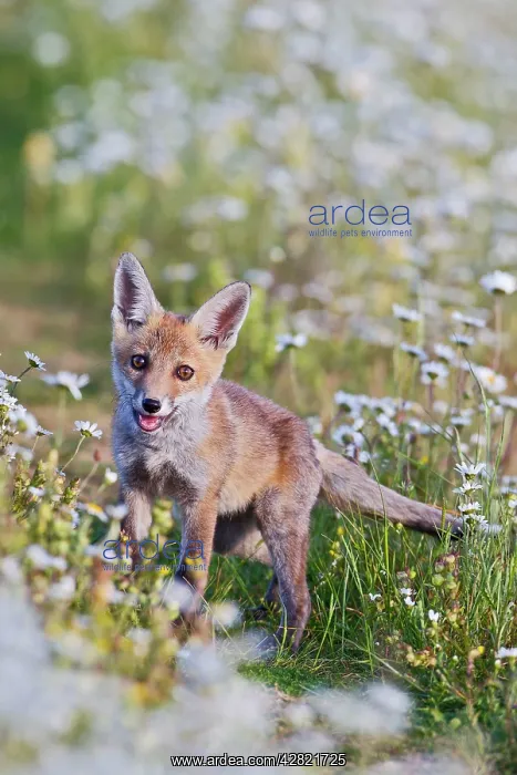 : Red Fox - cub in wild flower meadow : Red Fox - cub in wild flower meadow