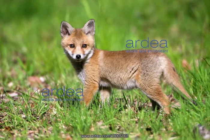 : Red Fox, cub on woodland ride, looking alert, Hessen : Red Fox, cub on woodland ride, looking alert, Hessen