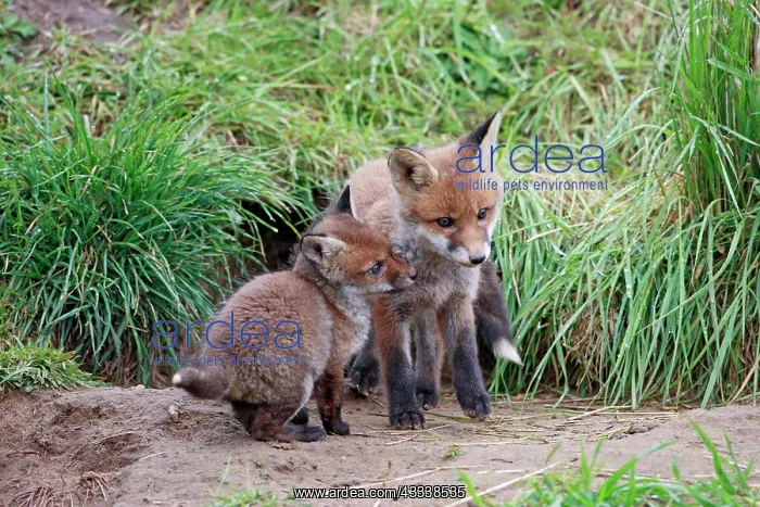 : Red Fox - cubs from different litters outside earth : Red Fox - cubs from different litters outside earth
