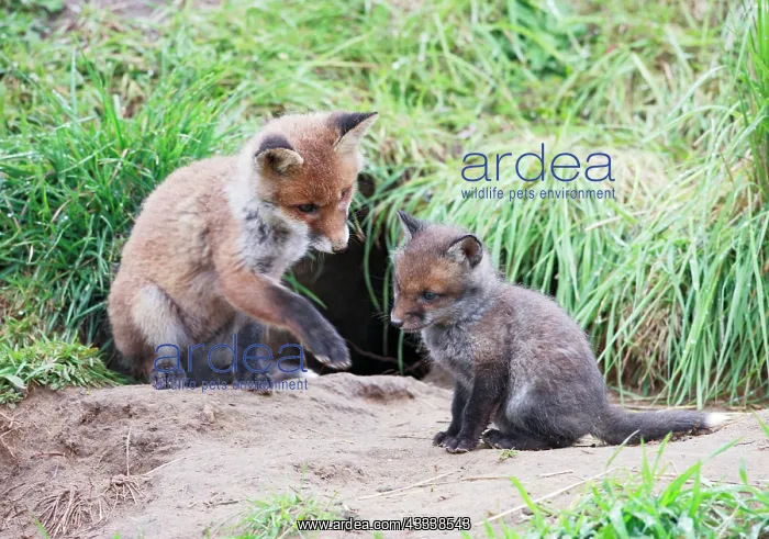 : Red Fox - cubs from different litters outside earth : Red Fox - cubs from different litters outside earth