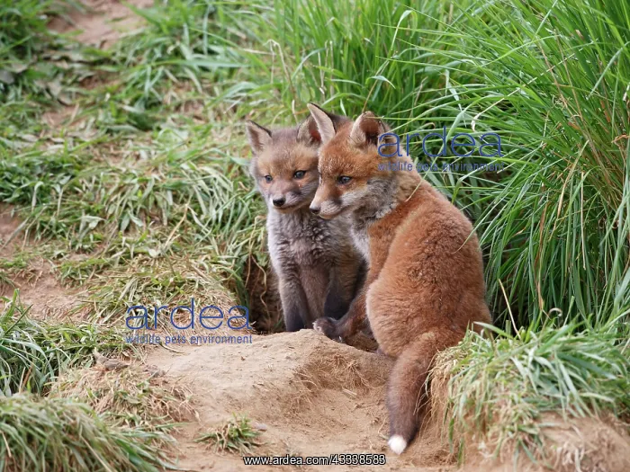 : Red Fox - cubs from different litters outside earth : Red Fox - cubs from different litters outside earth