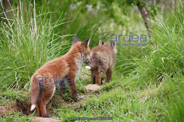 : Red Fox - cubs exploring near earth : Red Fox - cubs exploring near earth