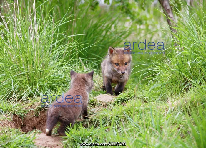 : Red Fox - cubs exploring near earth : Red Fox - cubs exploring near earth