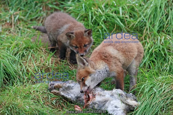 : Red Fox - cubs feeding on rabbit : Red Fox - cubs feeding on rabbit