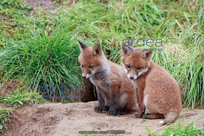 : Red Fox - cubs outside earth : Red Fox - cubs outside earth