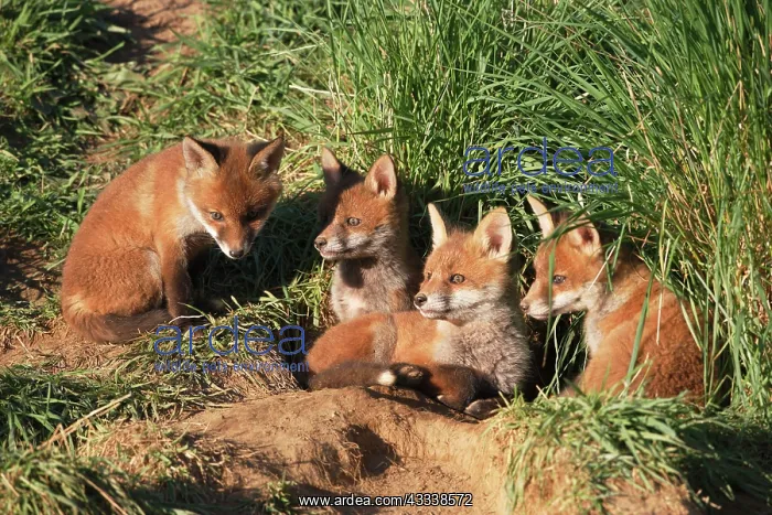 : Red Fox - cubs outside earth : Red Fox - cubs outside earth