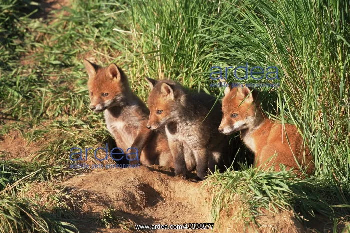 : Red Fox - cubs outside earth : Red Fox - cubs outside earth