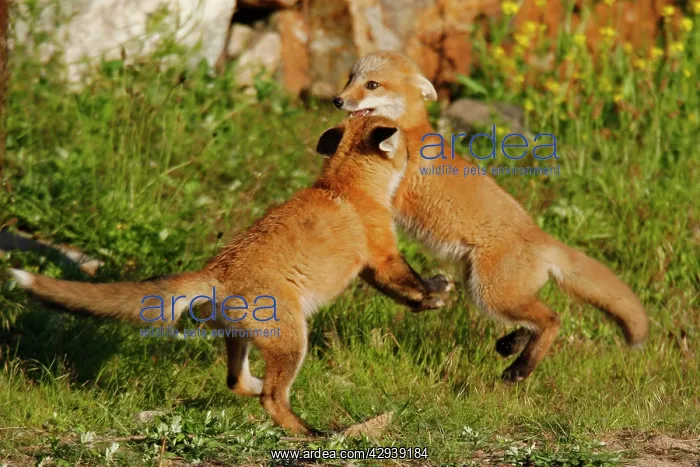 : Red Fox - cubs playfighting : Red Fox - cubs playfighting
