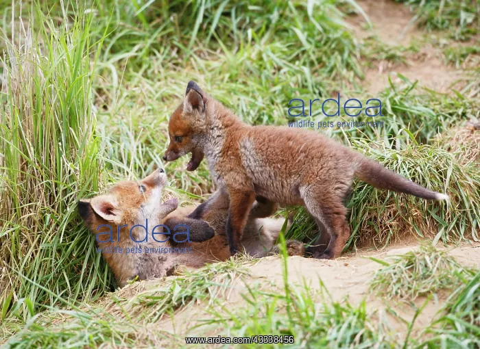 : Red Fox - cubs playing near earth : Red Fox - cubs playing near earth