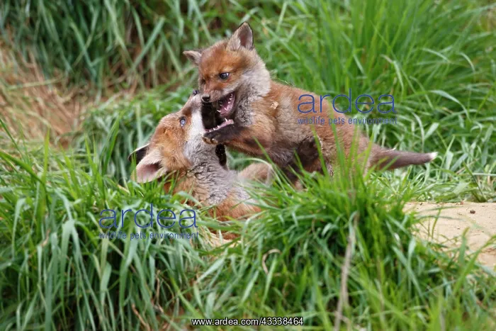 : Red Fox - cubs playing near earth : Red Fox - cubs playing near earth