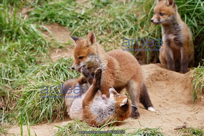 : Red Fox - cubs playing near earth : Red Fox - cubs playing near earth