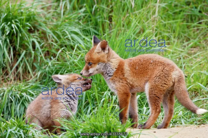 : Red Fox - cubs playing near earth : Red Fox - cubs playing near earth