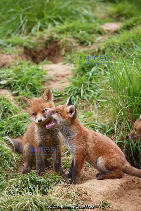 : Red Fox - cubs playing near earth : Red Fox - cubs playing near earth