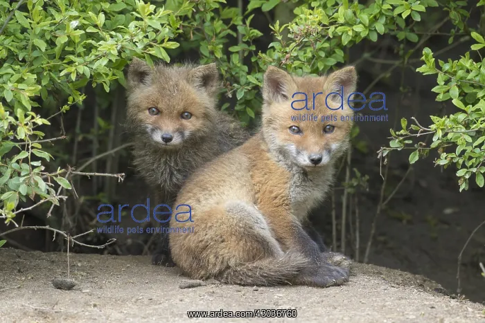  : Red fox - cubs in spring - Germany