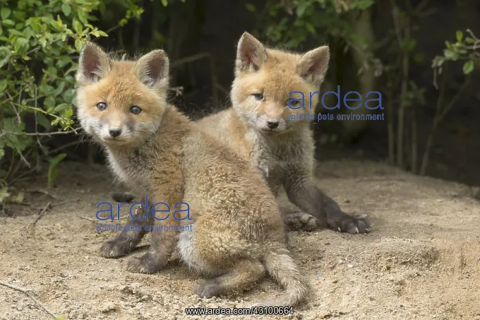  : Red fox - cubs in spring - Germany