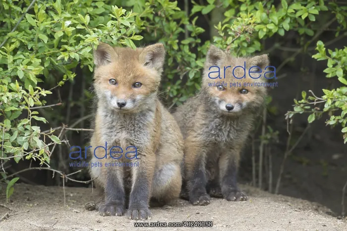  : Red fox - cubs in spring - Germany