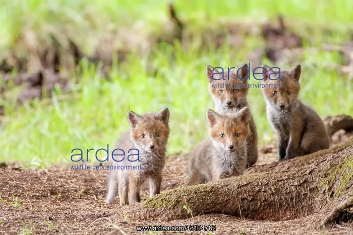 : Four red fox cubs (Vulpes vulpes) in front of the : Four red fox cubs (Vulpes vulpes) in front of the