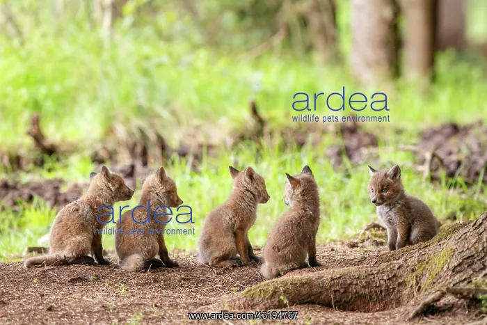 : Five red fox cubs (Vulpes vulpes) in front of the : Five red fox cubs (Vulpes vulpes) in front of the