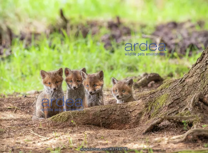 : Four red fox cubs (Vulpes vulpes) in front of the : Four red fox cubs (Vulpes vulpes) in front of the