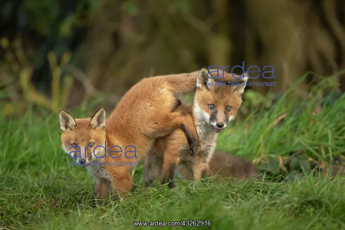 : Red fox cubs (Vulpes vulpes) exploring from the : Red fox cubs (Vulpes vulpes) exploring from the