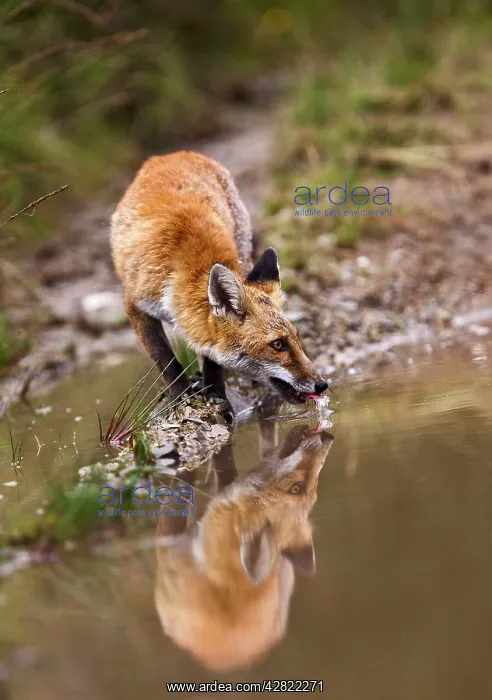 : Red Fox - drinking from puddle - controlled conditions : Red Fox - drinking from puddle - controlled conditions