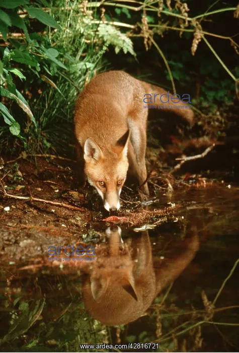 : RED FOX - drinking at riverbank : RED FOX - drinking at riverbank