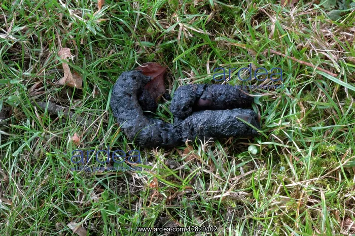 : Red Fox - droppings : Red Fox - droppings