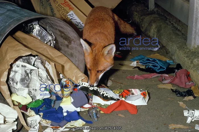 : RED FOX - at dustbin : RED FOX - at dustbin