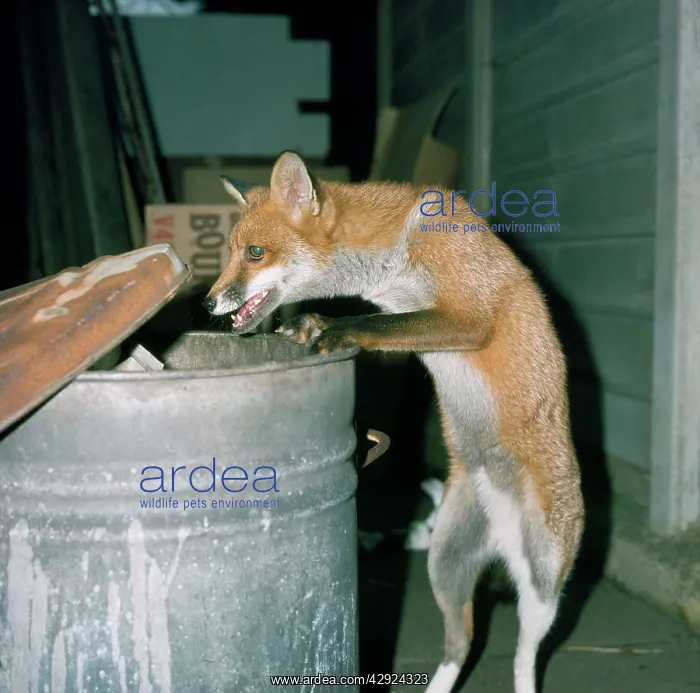 : Red FOX - at dustbin : Red FOX - at dustbin