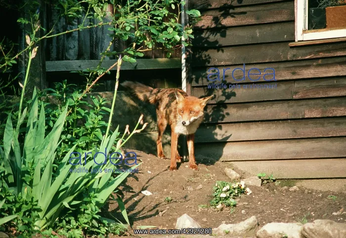 : Red Fox - On earth in suburban garden : Red Fox - On earth in suburban garden