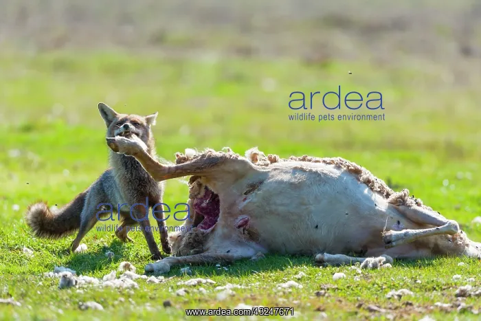 : Red fox eating a Sheep - PN Cabaeros Spain : Red fox eating a Sheep - PN Cabaeros Spain