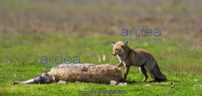 : Red fox eating a Sheep - PN Cabaeros Spain : Red fox eating a Sheep - PN Cabaeros Spain