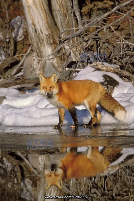 : Red Fox - along edge of freezing lake, November : Red Fox - along edge of freezing lake, November