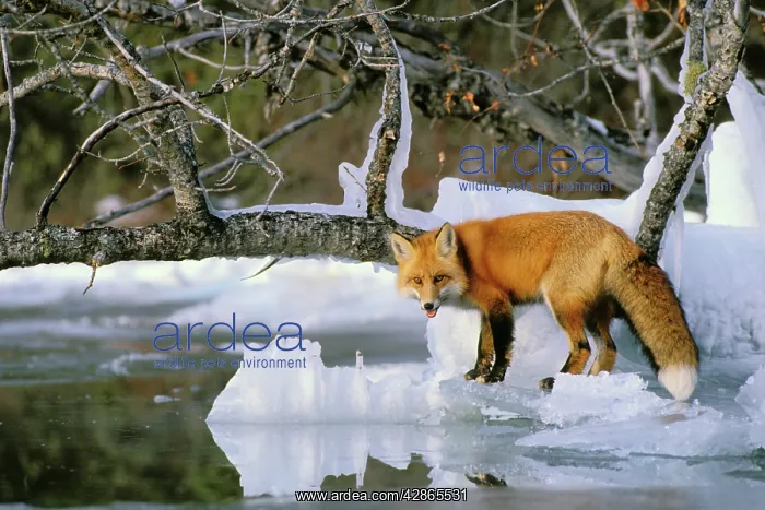 : Red Fox - along the edge of frozen lake : Red Fox - along the edge of frozen lake